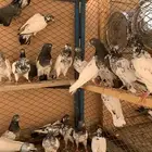 حمام باكستاني توب للبيع