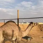 قعود على لبن امه للبيع