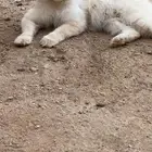 بسه لتبني