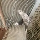 كروان هولندي