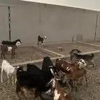 5جفار و 7 تيوس