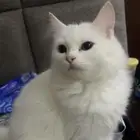 قطة شيرازي لتبني