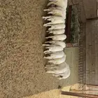 خرفان للبيع