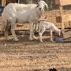 خلفات 4 يتبعها 5