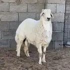 (تمم البيع ))) طلي ذبيحه ضيوف