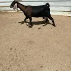 عنز حليب مشروطه