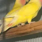 روز للبيع