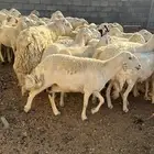 غنم حرية دفينة