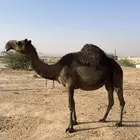 للبيع ناقة مجهم