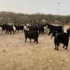 معزا عوراض