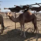 ناقه وبكرى للبيع