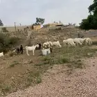 ذبايح