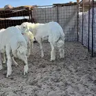 طلي ذبيحه مفطح وتيوس ثلاجه