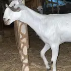 جفره نادره اصيله