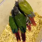 فروخ كنيور نهاية غر ومفطومة