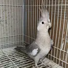 انثى كروان هولندي