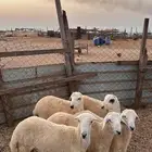 غنم هجين حري و رفيدي غنم صنف بلدي
