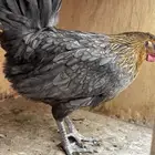 دجاج بلدي - فرنسي بياض