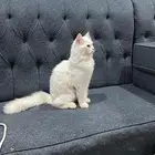 تبني