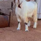 للبيع تيس
