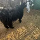 عنز عارضيه صنف تم البيع