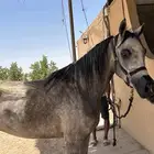 فرس شعبية كفو