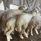 طليان ورخال على 850