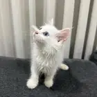 قطط شيرازي للبيع