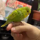 طير بادجي اليف