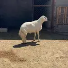 فحل غنم للبيع