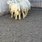 خرفان حرية فاخرة
