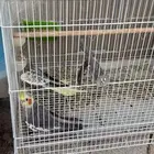 طيور كروان وطيور حب