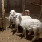 2 رخال حريه ورخله نعيميه