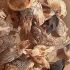 صيصان