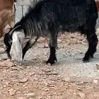 عنز ثنية