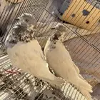 حمام بكستاني