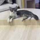 قط للتبني   صغير وجميل