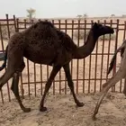 حشوان
