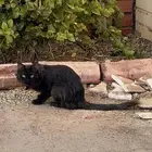 الي ضايع له قط في بريدة