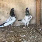 حمام باكستاني