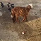 للبيع طلي جذع