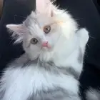 قطه شرازي وهمالايا