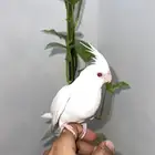 كروان تم بيع