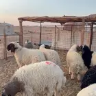 ذبايح نعيم وحري ونجد يوجد تمارا وتابي ( بريدة)