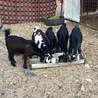 البيع تيس وجفار