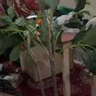 شجره زينه