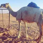 لقحات للبيع
