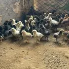 صيصان بلدي صوص دجاج