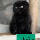 قطط كيتن البيع