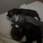 قطط للتبني هجين